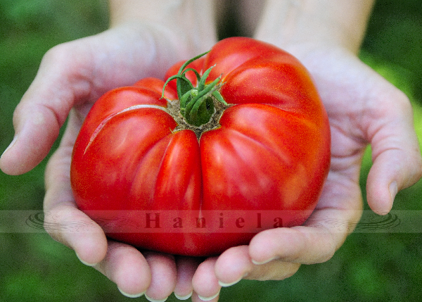 tomato, vegetable garden
