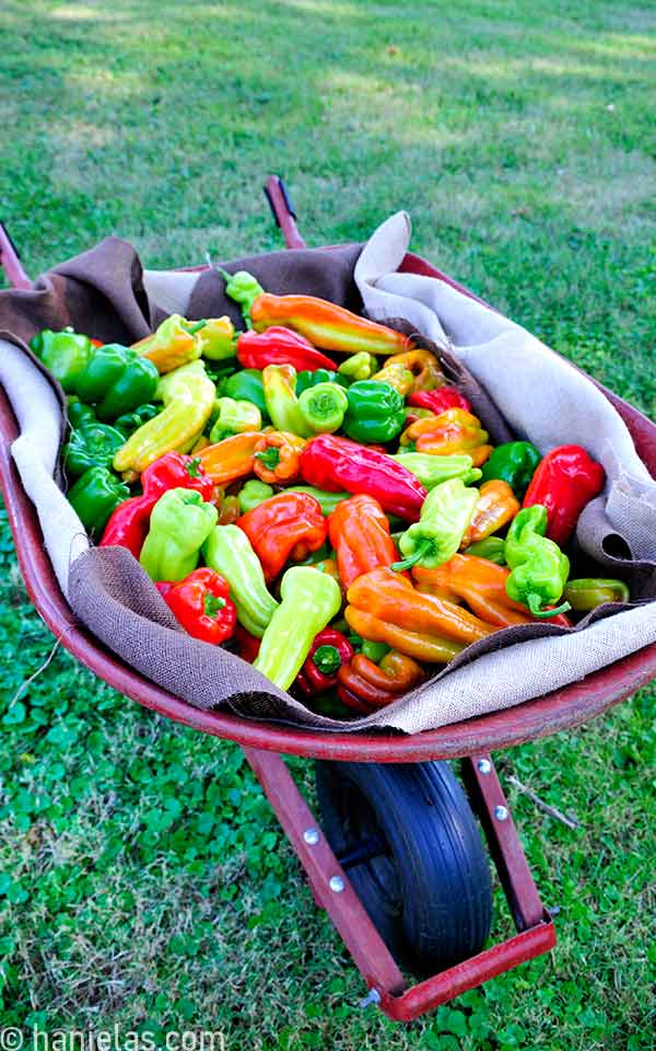 Mature red, green and orange garden peppers in a wheelbarrow lined with a cloth.