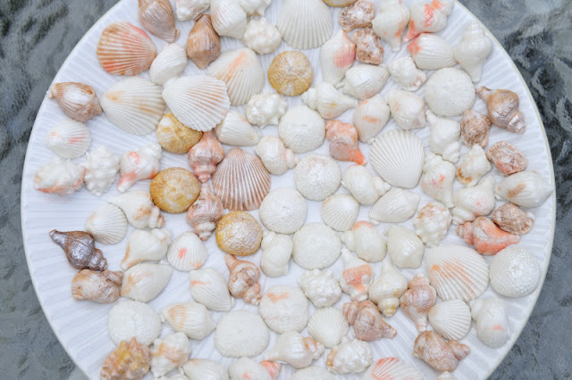 Gum Paste Sea Shells Tutorial