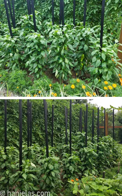 Pepper plants growing in a garden.