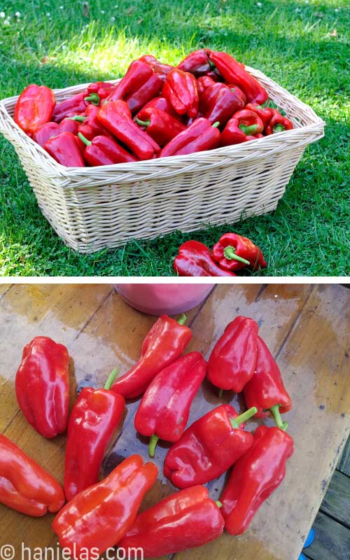 Mature peppers in a basket on a lawn.