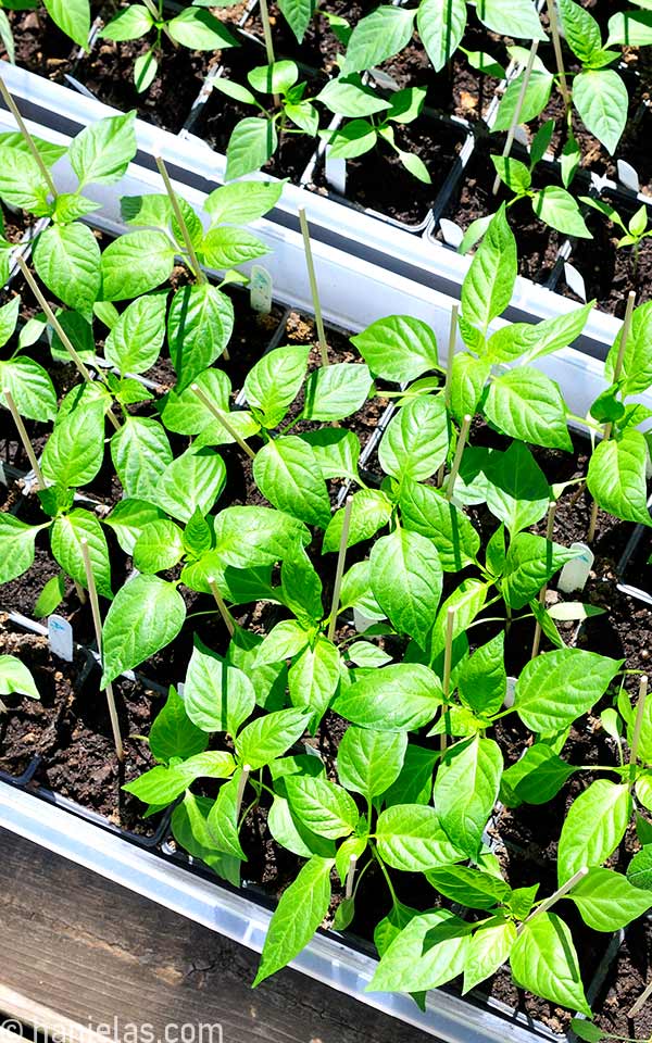 How to Grow Seedlings
