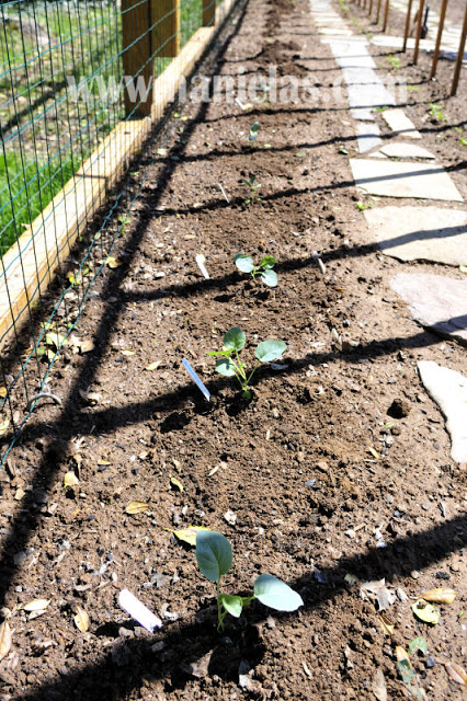 Planting Broccoli