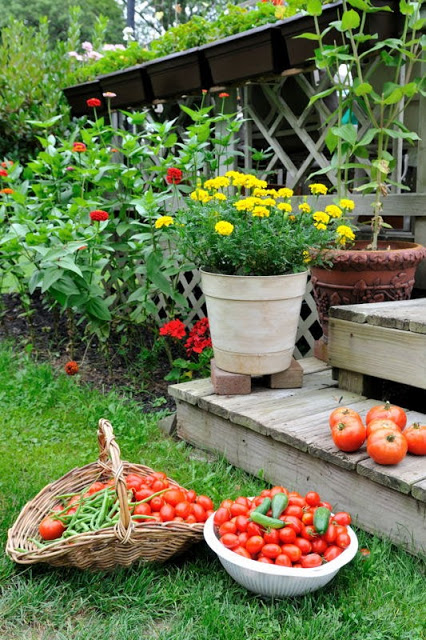 Our Garden in July and August