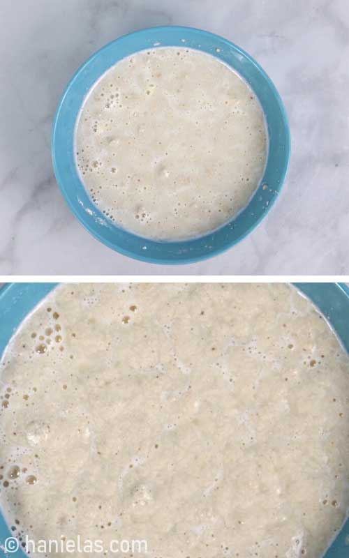 Bubbling yeast in a bowl.