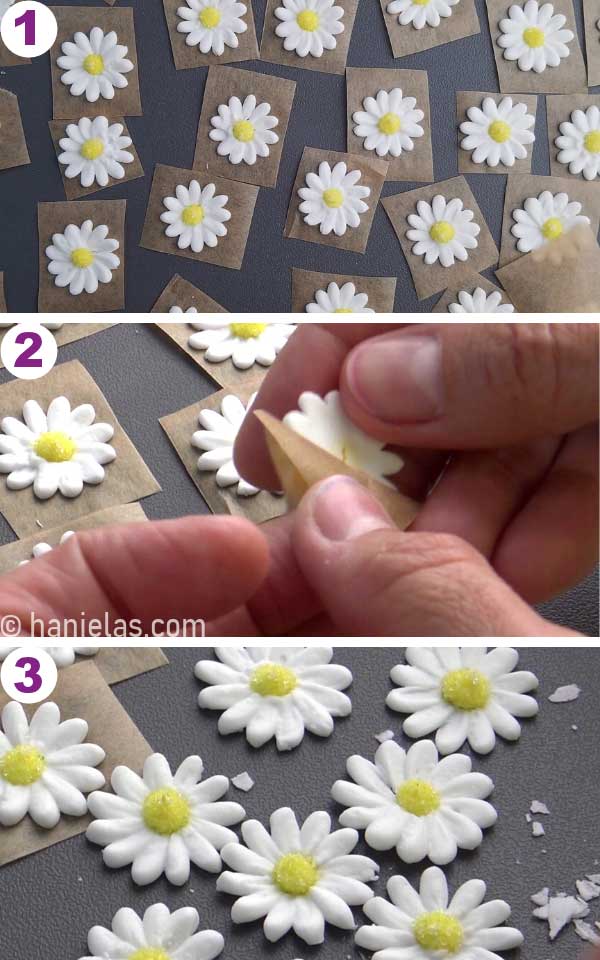 Hand peeling off parchment square from dry daisy flower.