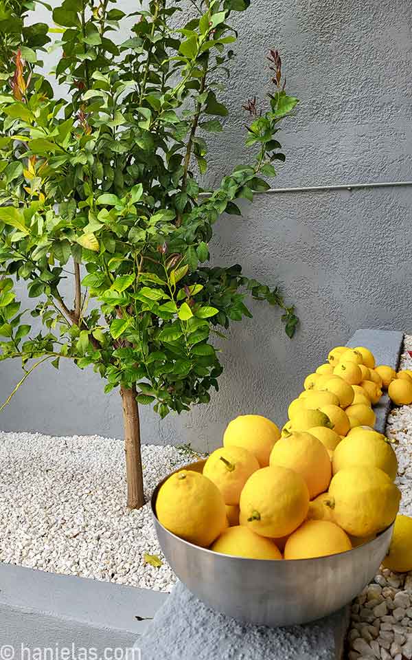 Lemon in a stainless steel bowl in front of a lemon tree.